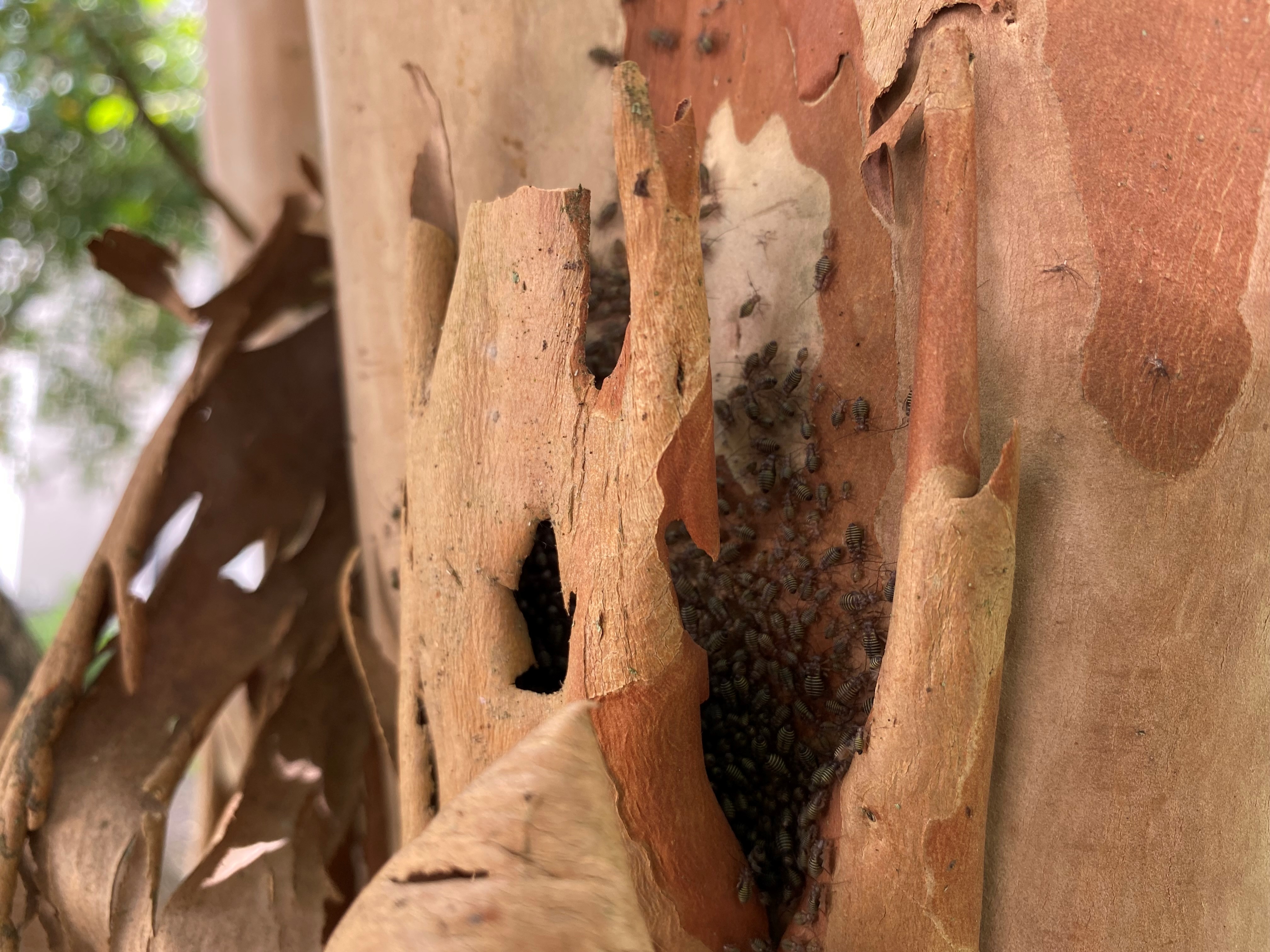 Get it Growing: Your crape myrtle questions answered 